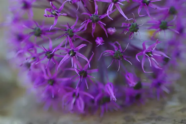 Detailní Záběr Fialové Česnekové Květiny Zemi Venku Rozmazaným Pozadím — Stock fotografie