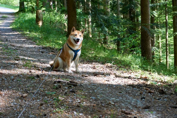 Közelkép Egy Shiba Inu Kutyáról Erdőben Egy Napsütéses Napon — Stock Fotó