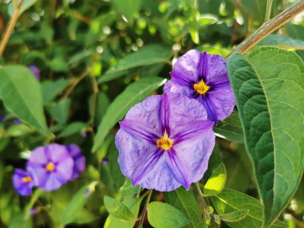 Primer Plano Flores Petunia Púrpura Con Hojas Verdes Sobre Fondo — Foto de Stock