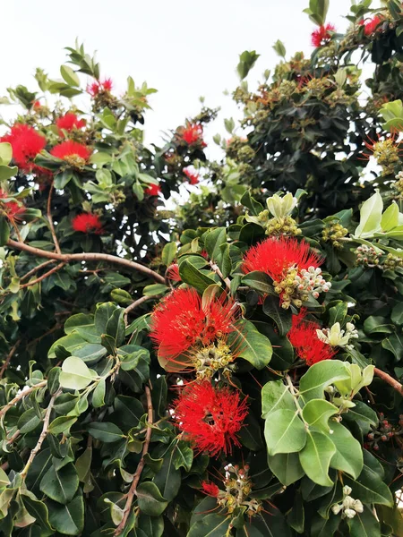 Red Flowers Growing Pohutukawa Shrub — Stock Photo, Image