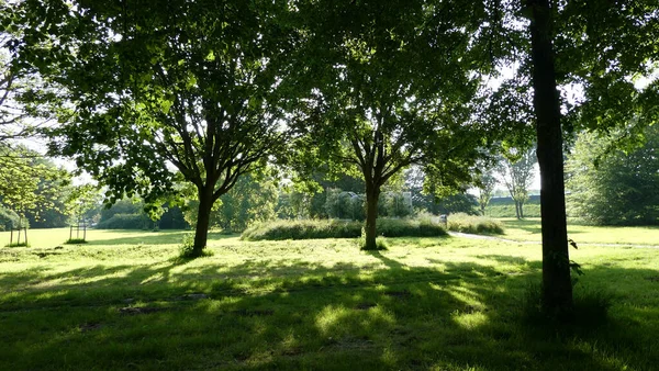 Uma Bela Vista Campo Verde Fresco Com Árvores Parque — Fotografia de Stock