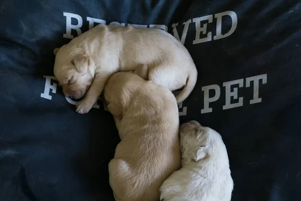 Top View Three Cute Newborn White Brown Puppies Sleeping Peacefully — Stockfoto