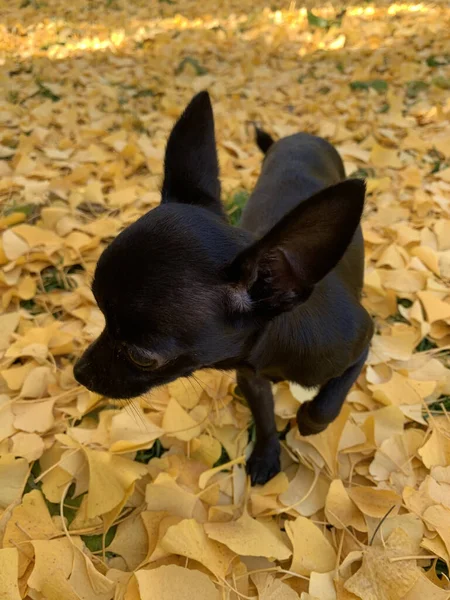 Hög Vinkel Skott Svart Chihuahua Hund Ras Trädgård Med Gula — Stockfoto