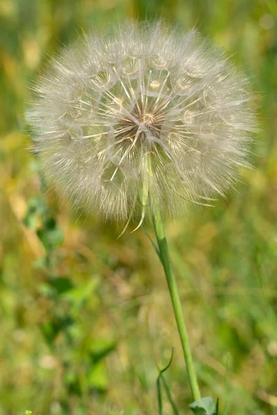 Vertical Shot Dandelion Field Covered Greenery Sunlight Blurry Background — Stock Photo, Image