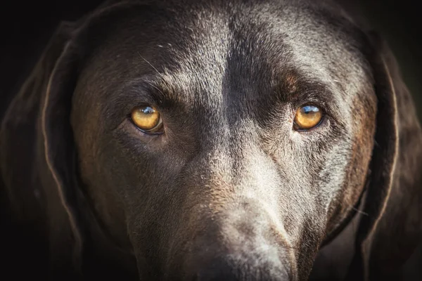 Głowa Brązowego Labradora Retrievera — Zdjęcie stockowe