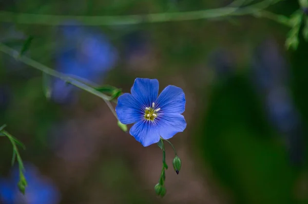 Блакитний Льон Розквіт Розмитому Фоні — стокове фото