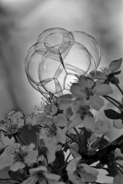 Grayscale Soap Bubbles Blossoms — Stock Photo, Image