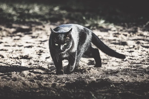 Topo Nero Dopo Una Caccia — Foto Stock