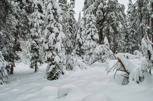 曇り空の下 森の中の雪に覆われた木々の美しい景色 — ストック写真