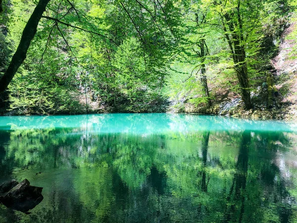 Closeup Shot Trees Reflecting Clear River Forest — Stock Photo, Image