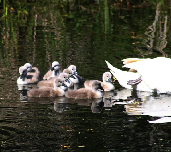 Detailní Záběr Malých Roztomilých Cygnets Labuť Plavání Rybníku — Stock fotografie