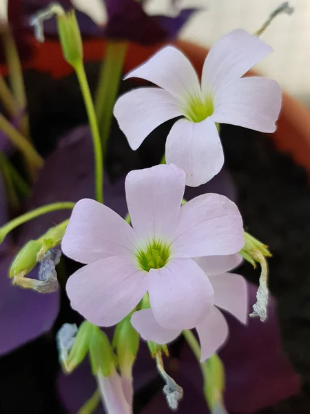 Tiro Vertical Madeira Violeta Sorrels Potted Sob Luz Solar Com — Fotografia de Stock