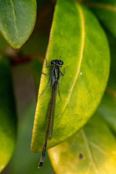 Large Dragonfly Green Plant — Stock fotografie