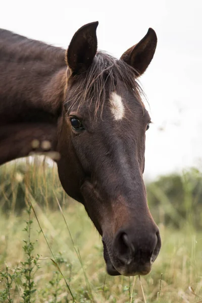 Beautiful Brown Horse White Dot Its Forehead Grazing Pasture — Stok fotoğraf