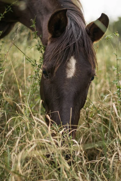 Beautiful Brown Horse White Dot Its Forehead Grazing Pasture — Photo