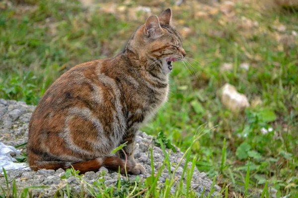 一只可爱的哈欠褐色猫的特写镜头 — 图库照片