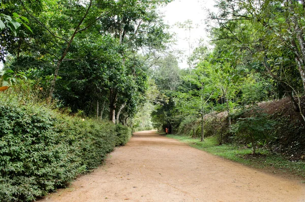 Väg Omgiven Vackra Greener Och Träd Park — Stockfoto