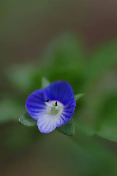 Plan Sélectif Une Fleur Exotique Aux Petits Pétales Bleus — Photo