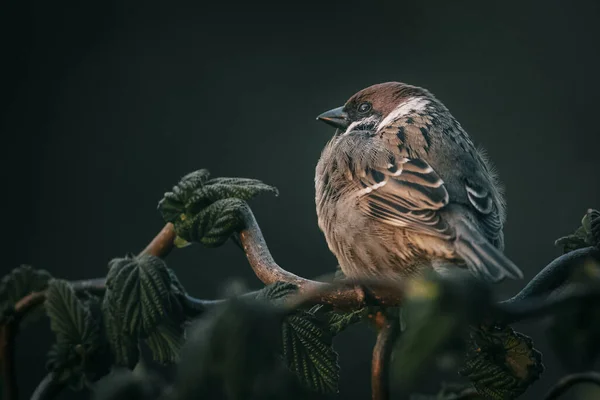 Ein Sperling Hockt Auf Einem Ast — Stockfoto