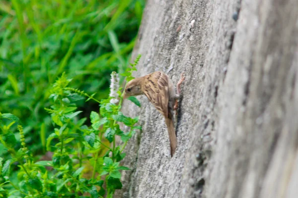 Cute Sparrow Rock Looking Back — Fotografia de Stock