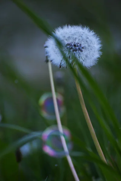 Closeup Dandelion Blowball Bubbles Background — Stockfoto