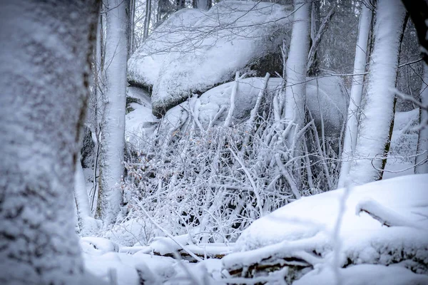 Uma Floresta Coberta Neve — Fotografia de Stock