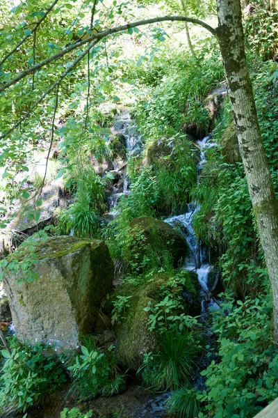 가운데로 흐르는 초목으로 뒤덮여 — 스톡 사진