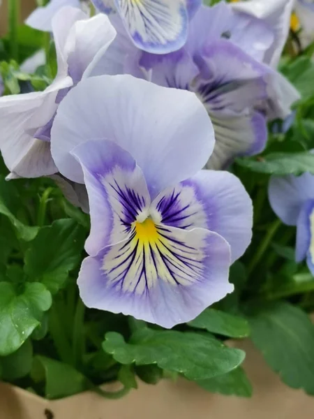 Eine Vertikale Aufnahme Von Blauen Stiefmütterchen Garten — Stockfoto