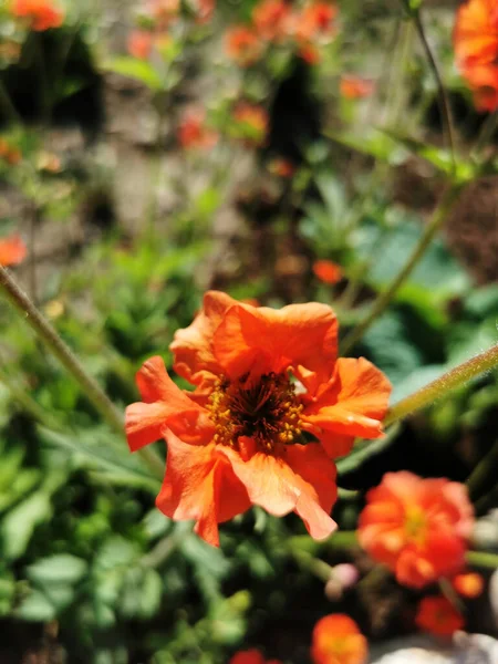 Plan Vertical Une Fleur Avens Chilienne Orange Sur Fond Flou — Photo