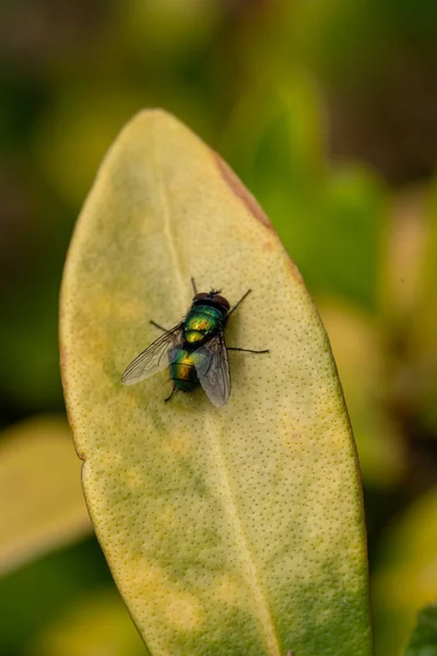 Disparo Vertical Mosca Verde Una Planta —  Fotos de Stock