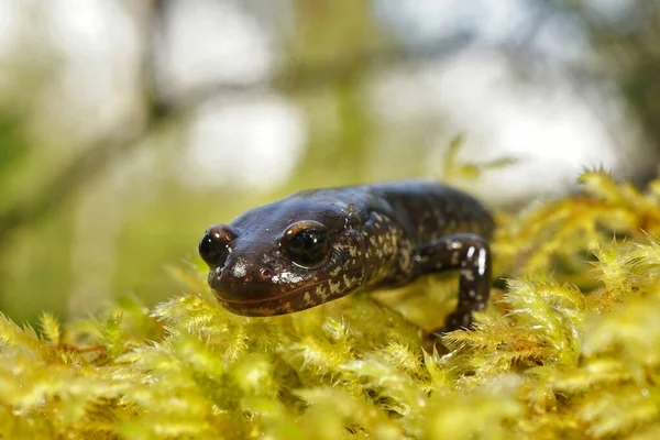 Uma Foto Seletiva Foco Del Norte Salamander Plethodon Elongatus Norte — Fotografia de Stock