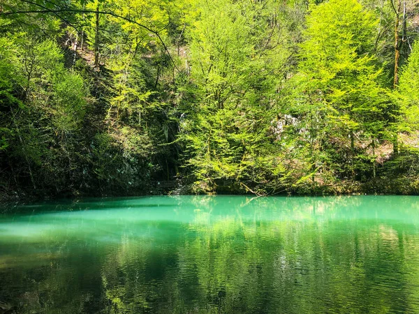 Closeup Shot Trees Reflecting Clear River Forest — Zdjęcie stockowe