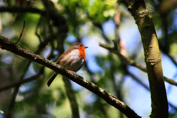 Vue Angle Bas Oiseau Robin Européen Perché Sur Une Branche — Photo