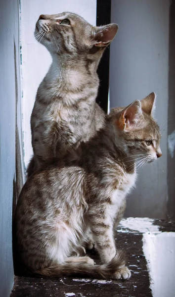 Portrait Beautiful Striped Cats — Stock fotografie