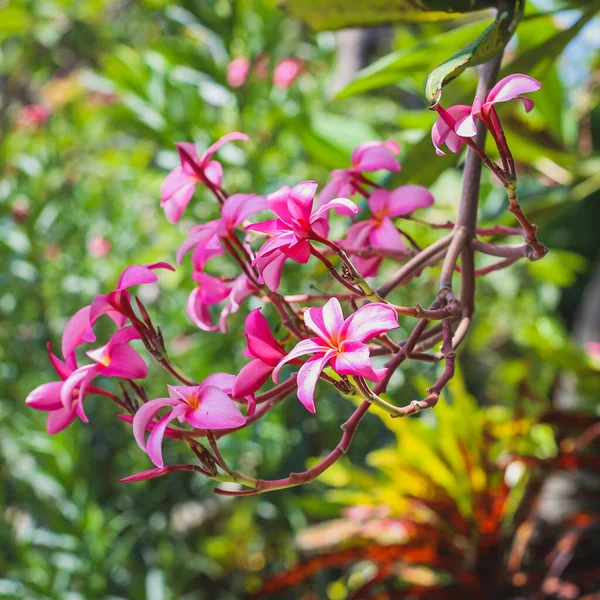 Fiori Rosa Frangipani Che Sbocciano Giardino — Foto Stock