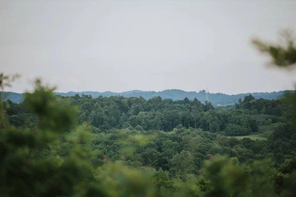 Beautiful Landscape Thick Trees Dark Forest Hill Pale Clear Sky — Fotografia de Stock