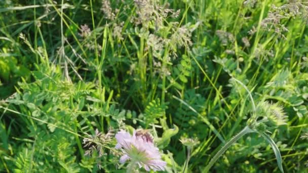 Bij Bestuiven Mooie Wilde Bloem Zwaaien Wind Weide Zonnige Zomerdag — Stockvideo