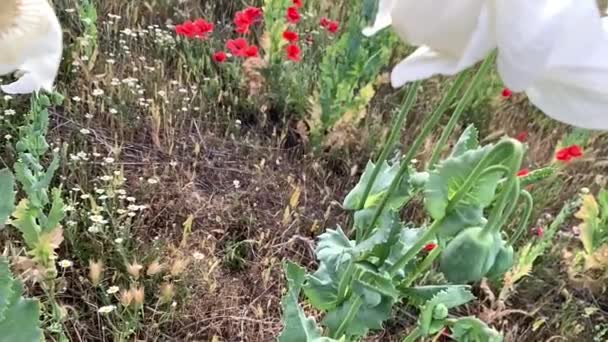 Красиві Червоні Макові Квіти Полі — стокове відео