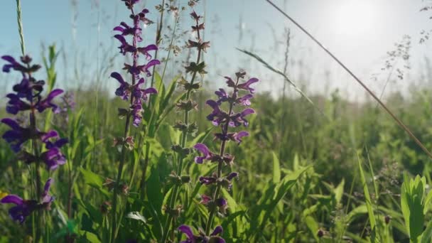 Hermosas Flores Silvestres Balanceándose Viento Prado Soleado Día Verano — Vídeo de stock