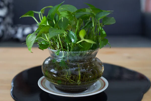 Closeup Shot Green Pothos Indoor Plant Flowerpot — Foto de Stock