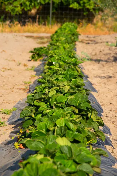 在阳光下垂直拍摄的新鲜草莓植物 — 图库照片
