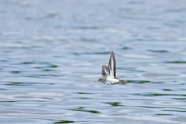 Ein Gemeiner Wasserläufer Fliegt Über Den See — Stockfoto
