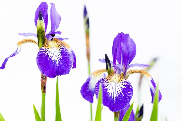 Flower Bud Purple Iris White Background — Stock fotografie