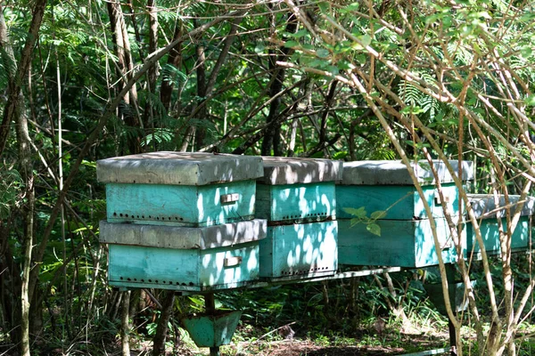 Green Simple Beehives Uganda Green Trees — Stock Photo, Image