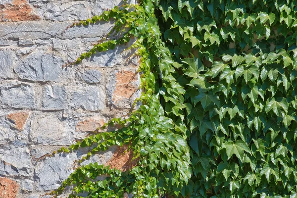Плющ Каменной Стене Фотография Крупным Планом Скиатос Греция — стоковое фото