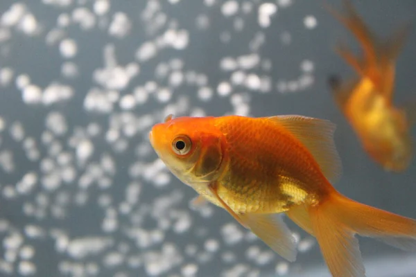 水族館で泳ぐ金魚のクローズアップ — ストック写真
