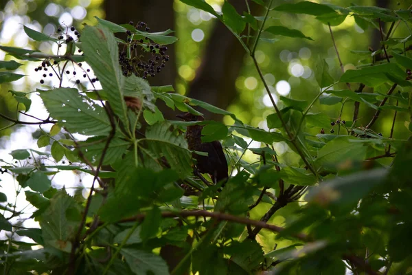 Juvenile Eurasian Blackbird Turdus Merula Hiding Leaves Tree — Stockfoto