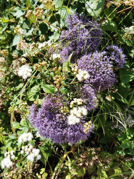 Closeup Shot Bright Showy Allium Giganteum Flowers — Zdjęcie stockowe