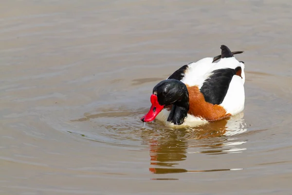 Ένα Κοντινό Πλάνο Ενός Κοινού Shelduck Tadorna Tadorna Γαμήλιο Φτέρωμα — Φωτογραφία Αρχείου