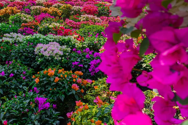 Colorful Bougainvillea Flowers Pots Displayed Garden — Fotografia de Stock